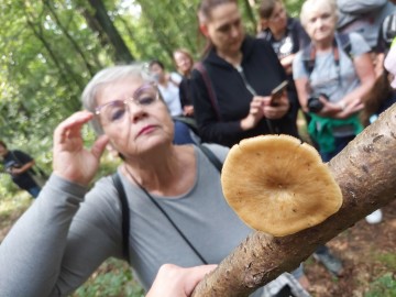Spacer mykologiczny w Lesie Dobieszkowskim 2.09.2023r., 